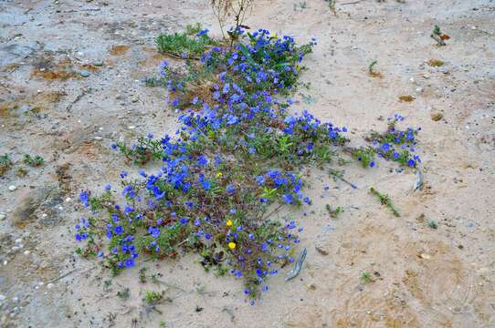 Image of Scarlet pimpernel