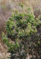 Imagem de Leucadendron floridum R. Br.