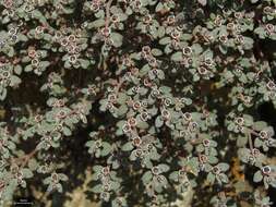 Imagem de Euphorbia melanadenia Torr. & A. Gray