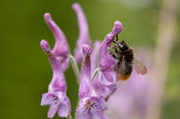 Plancia ëd Bombus wurflenii Radoszkowski 1860