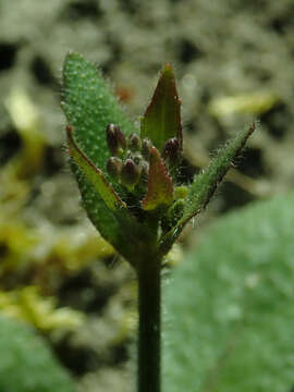 Image of Mouse-ear Cress