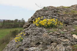 Image of Basket of Gold