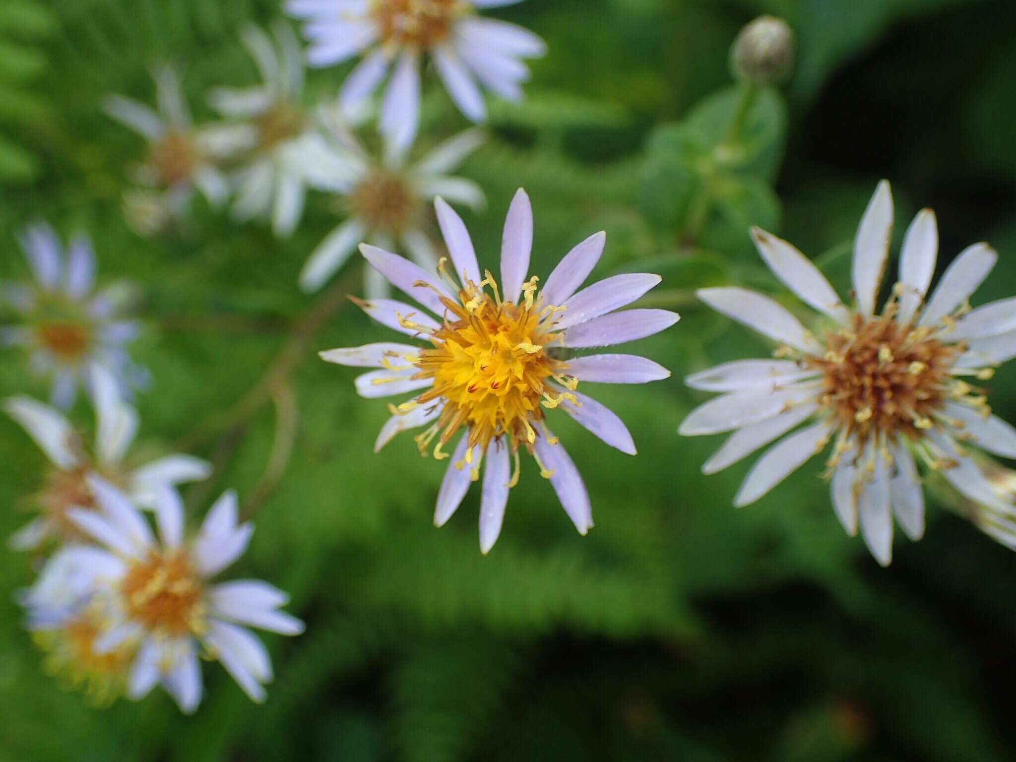 Image of wavyleaf aster