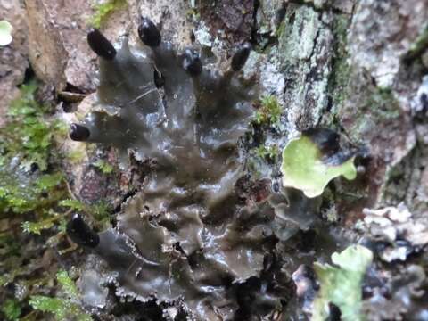 Image of Peltigera neckeri