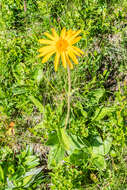 Image of mountain arnica