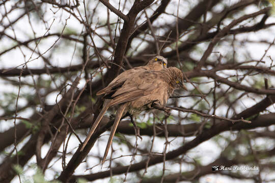 Image of Large Grey Babbler