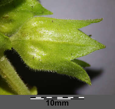 Image of Pulmonaria mollis Hornem.