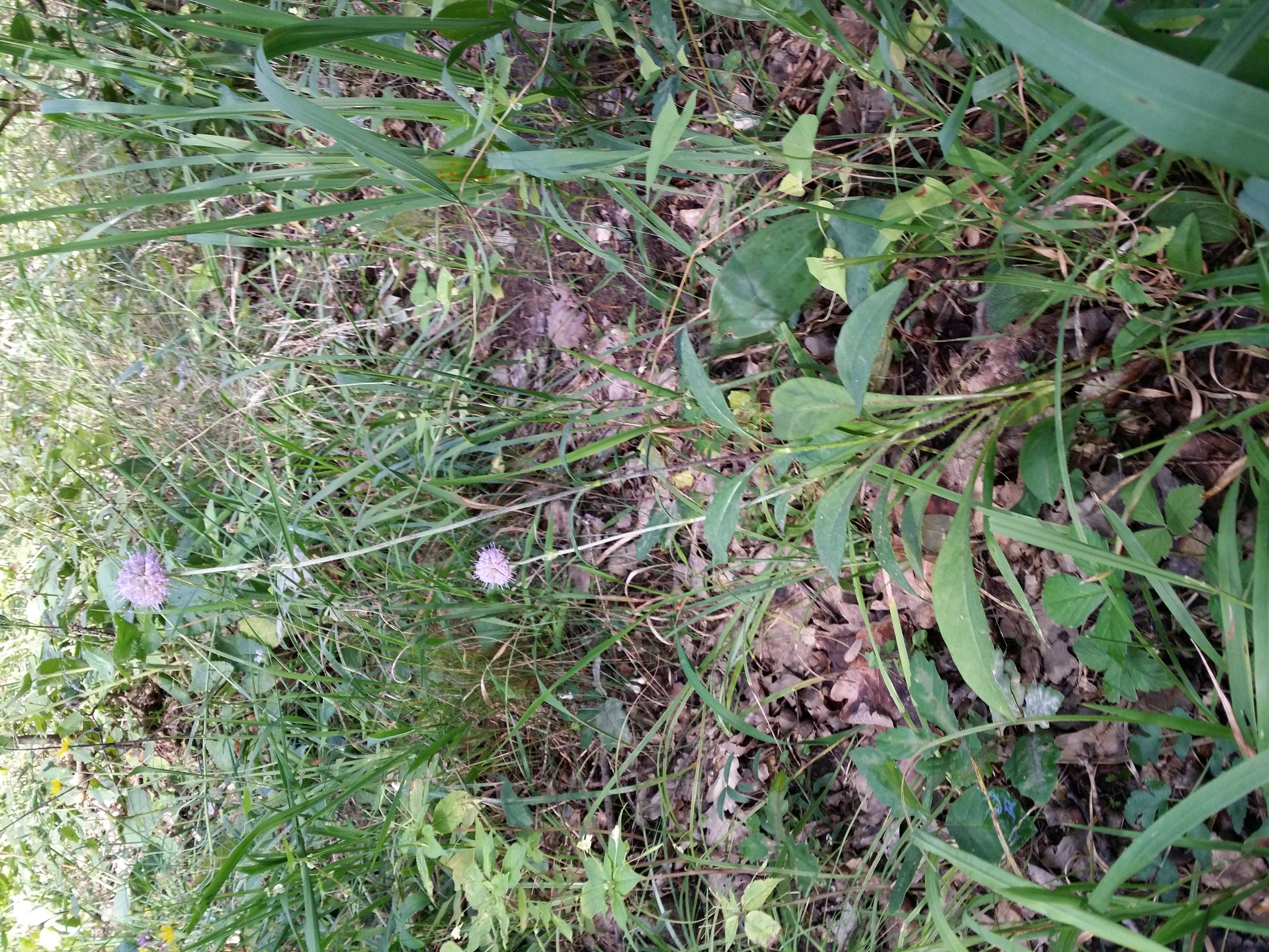 Image of Devil’s Bit Scabious