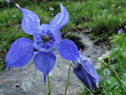 Image of Alpine Columbine