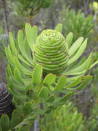 Image of Leucadendron platyspermum R. Br.