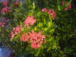 Image of Ixora chinensis Lam.