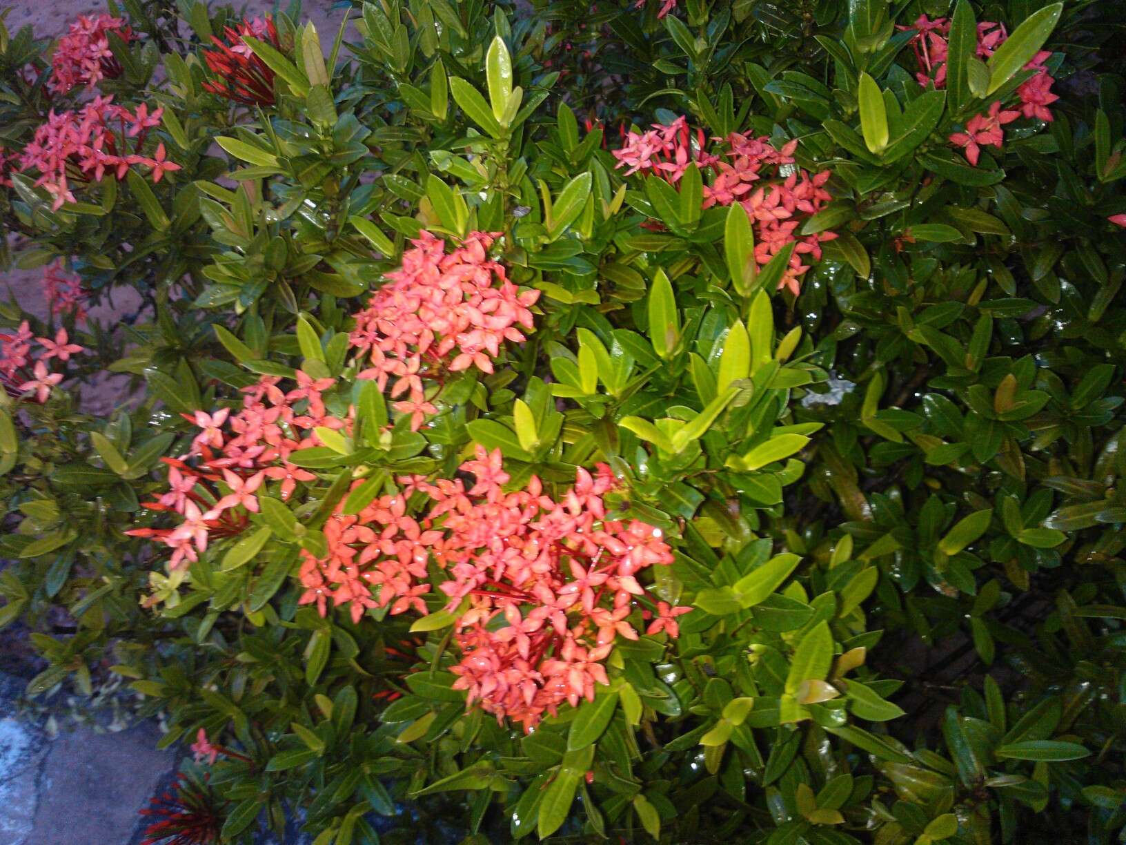 Image of Ixora chinensis Lam.