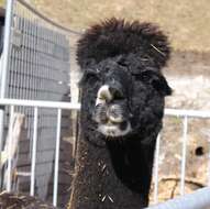 Image of Alpaca