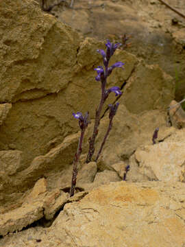 Image of Phelipanche mutelii subsp. mutelii