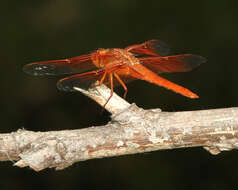 Image of Flame Skimmer