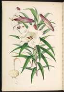 Image of Chinese Lily