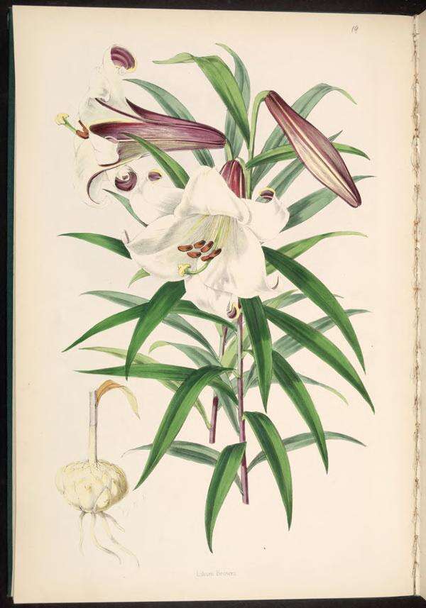 Image de Lilium brownii F. E. Br. ex Miellez