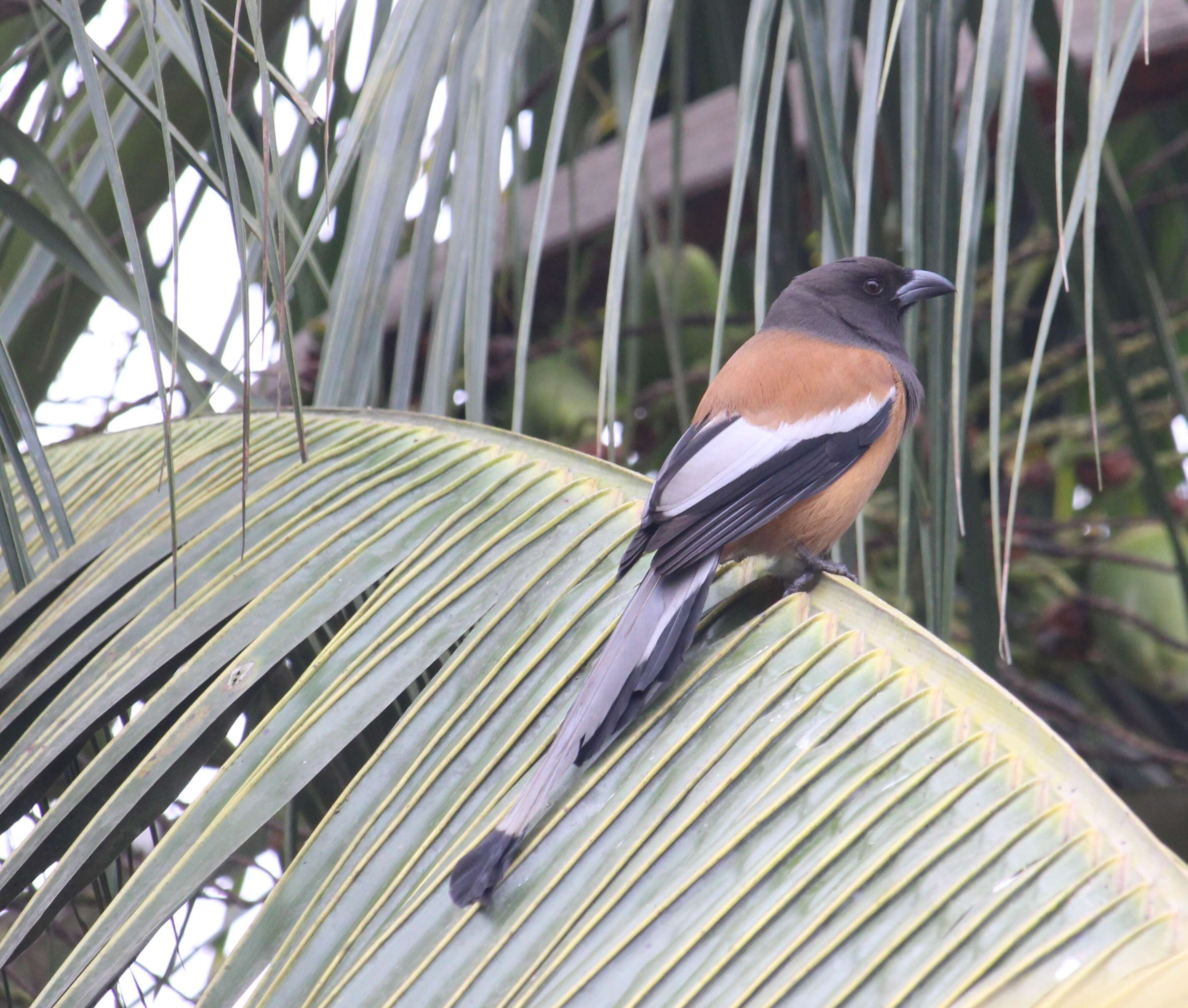 Image of Rufous Treepie