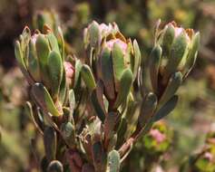 Image of Leucadendron stelligerum I. Williams