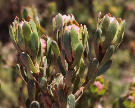 Imagem de Leucadendron stelligerum I. Williams