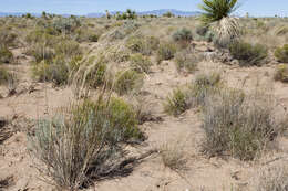 Image of mesa dropseed