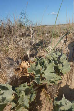 Image de Panicaut de mer