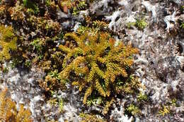 Image of Austrolycopodium fastigiatum (R. Br.) Holub