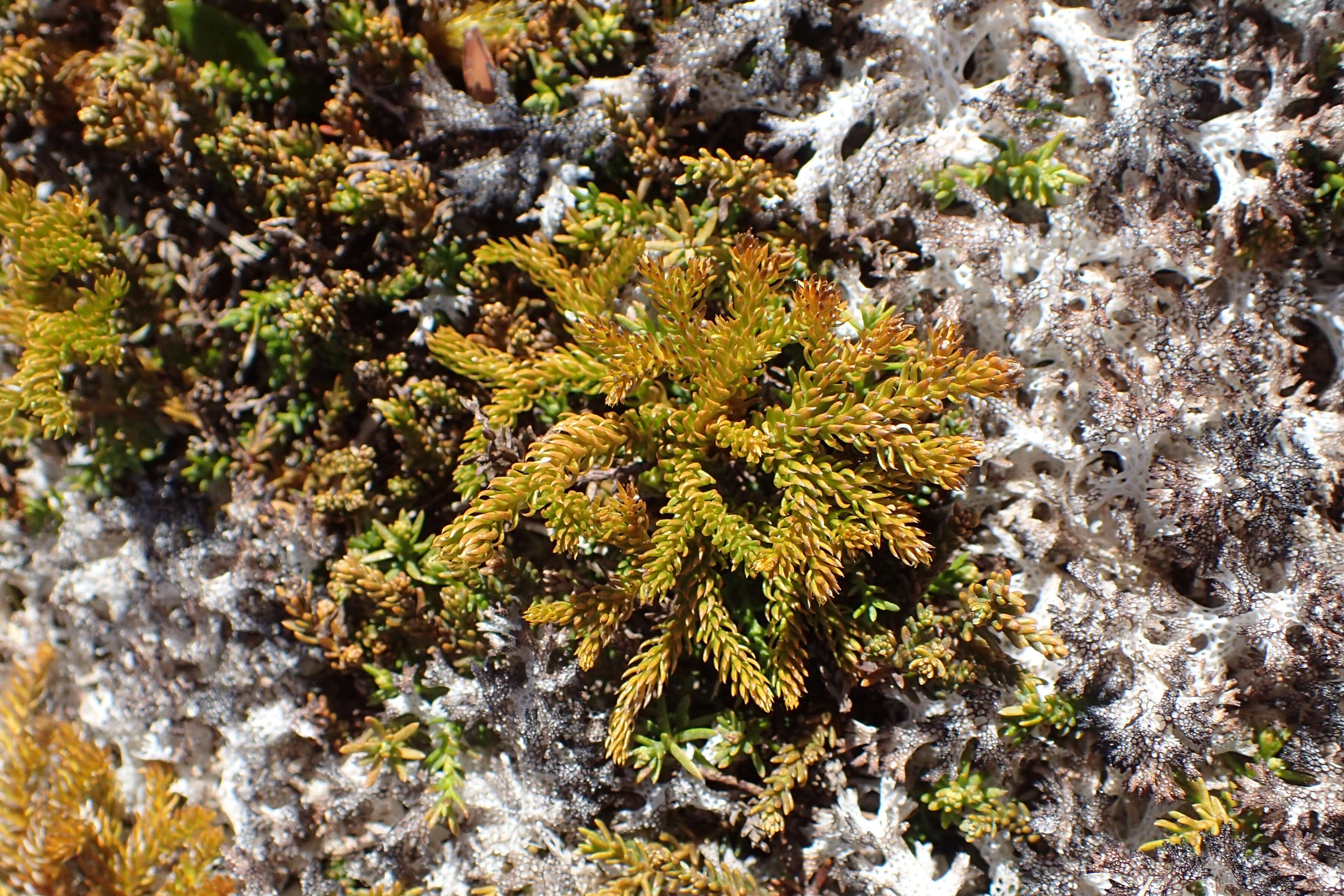 Image of Austrolycopodium fastigiatum (R. Br.) Holub