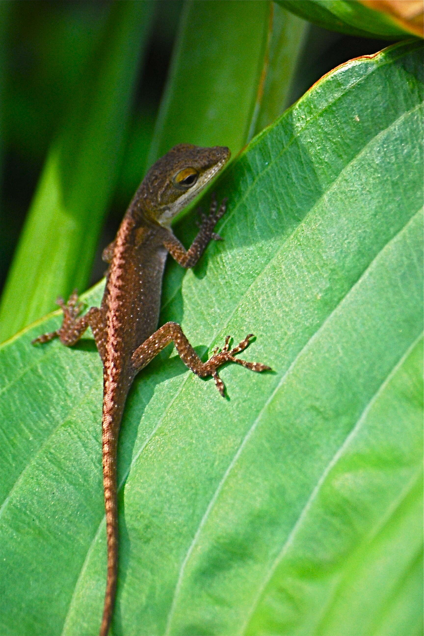 Sivun Anolis carolinensis Voigt 1832 kuva