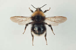 Image of Bombus sylvestris (Lepeletier 1832)