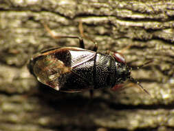 Image of Geocoris uliginosus