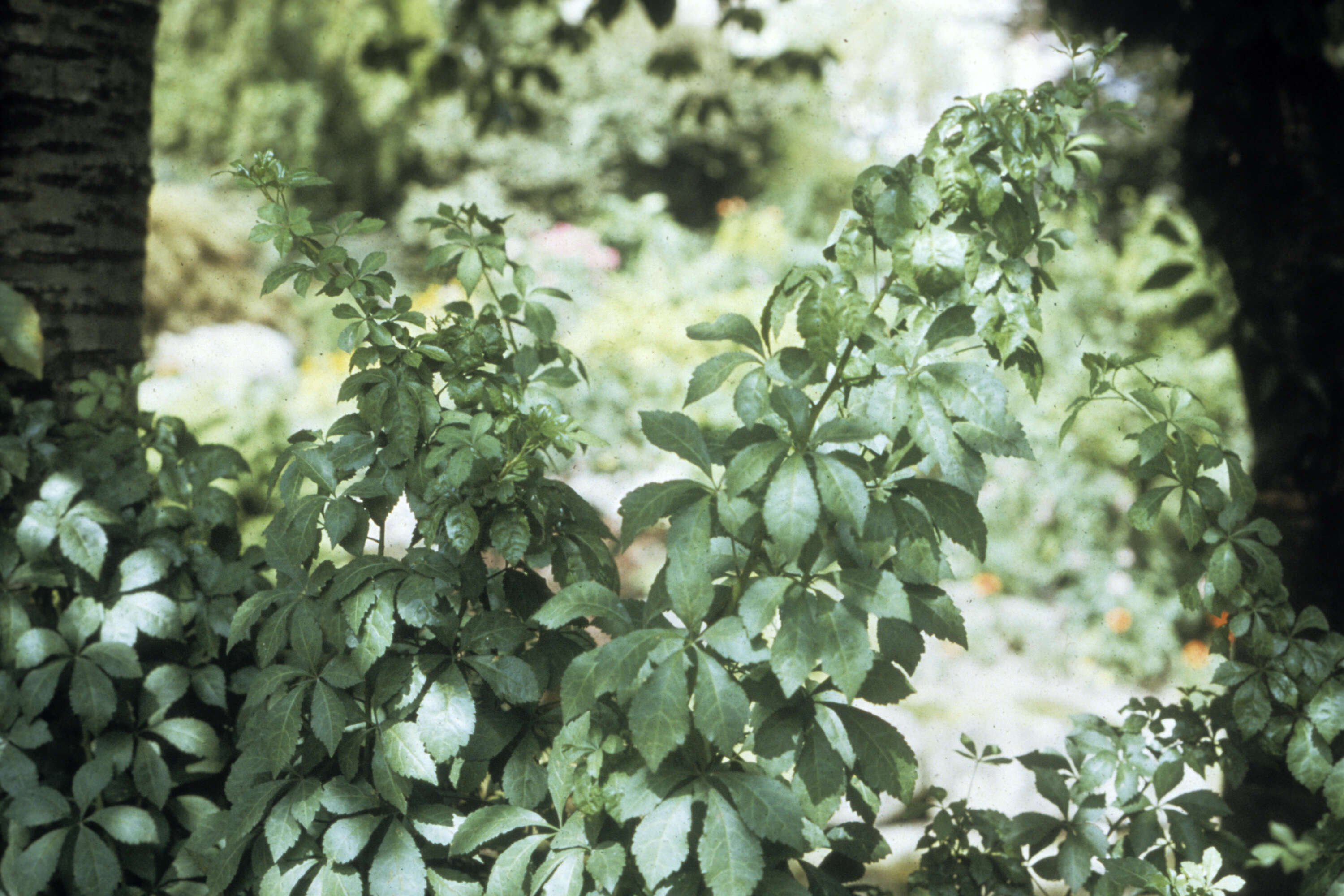 Image of Fiveleaf aralia