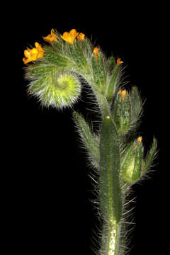 Image of Menzies' fiddleneck