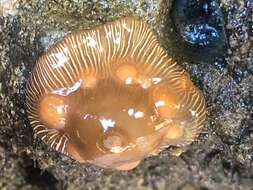 Image of brooding anemone