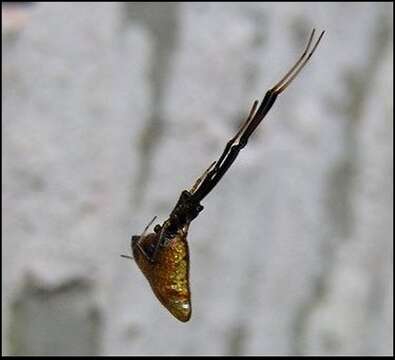 Image of Dewdrop Spiders