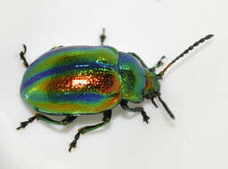 Image of Chrysolina fastuosa