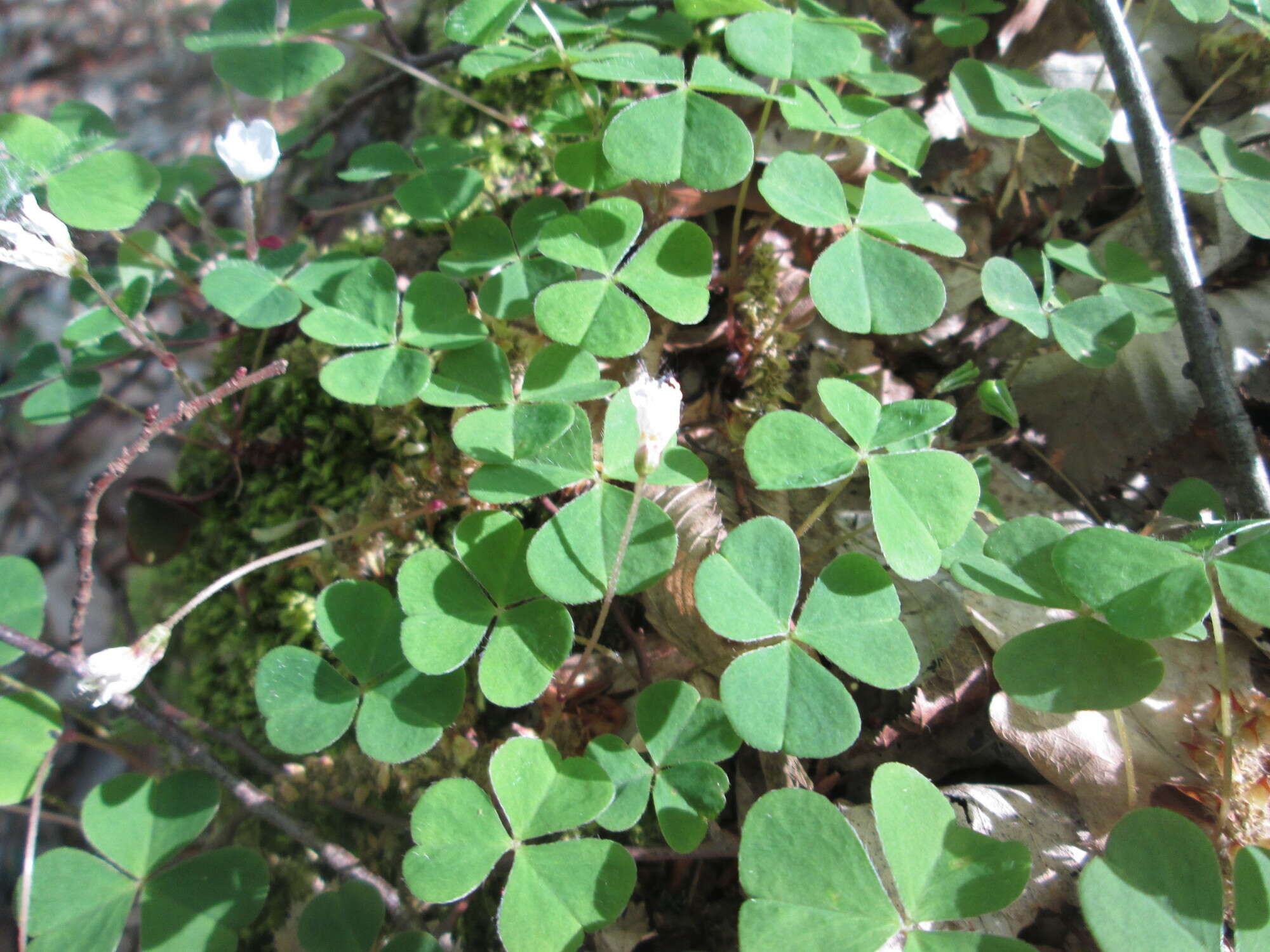 Imagem de Oxalis acetosella L.