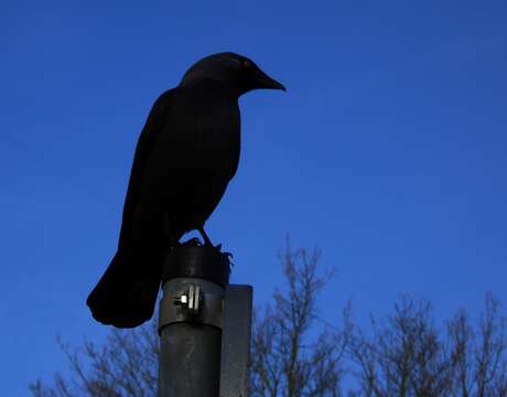 Image of Eurasian Jackdaw