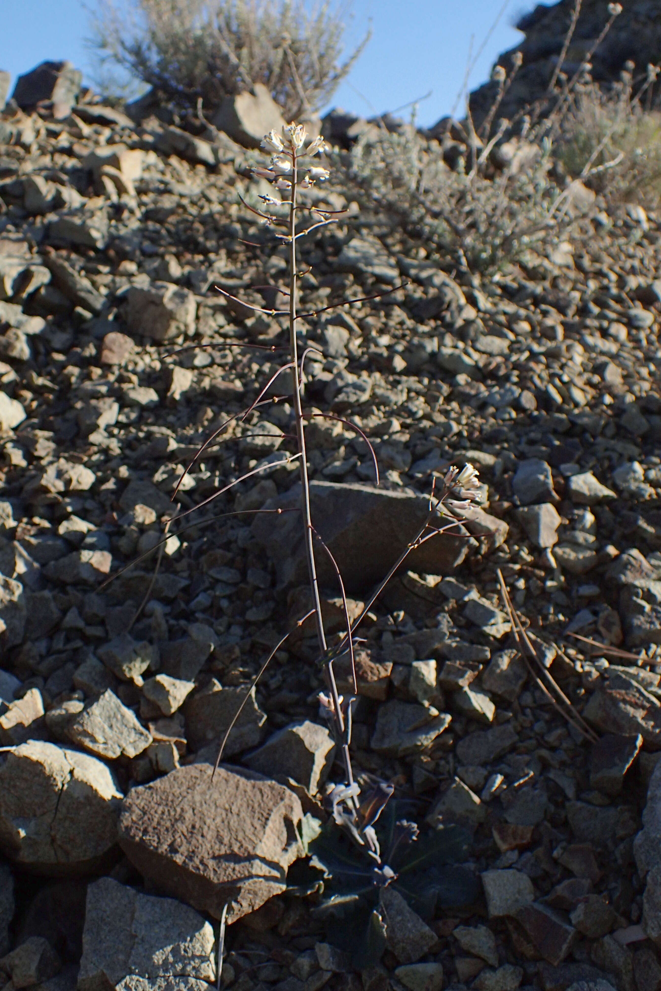 Image of Troodos Rockcress