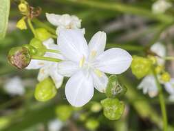 Image de Libertia paniculata (R. Br.) Spreng.