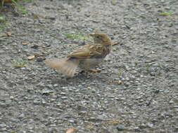 Image of Dunnock