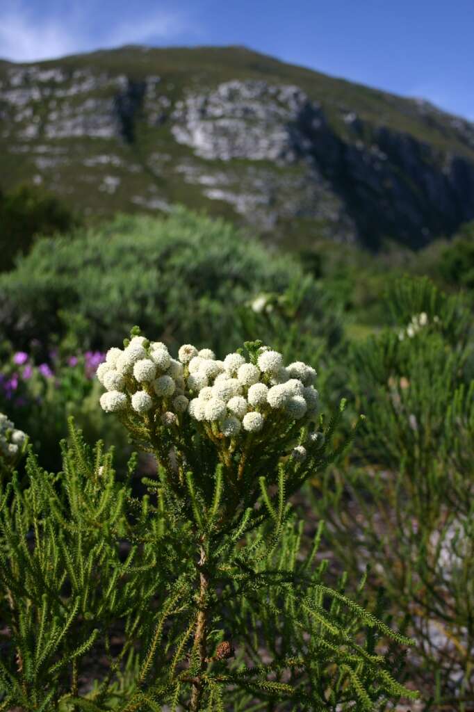 Sivun Brunia noduliflora P Goldblatt & J. C. Manning kuva