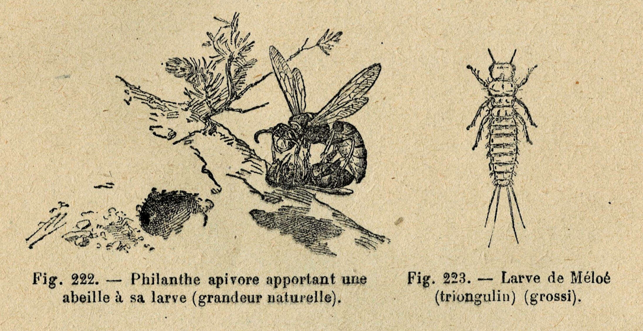 Imagem de Philanthus triangulum (Fabricius 1775)