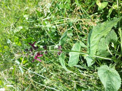 Image of hedge nettle