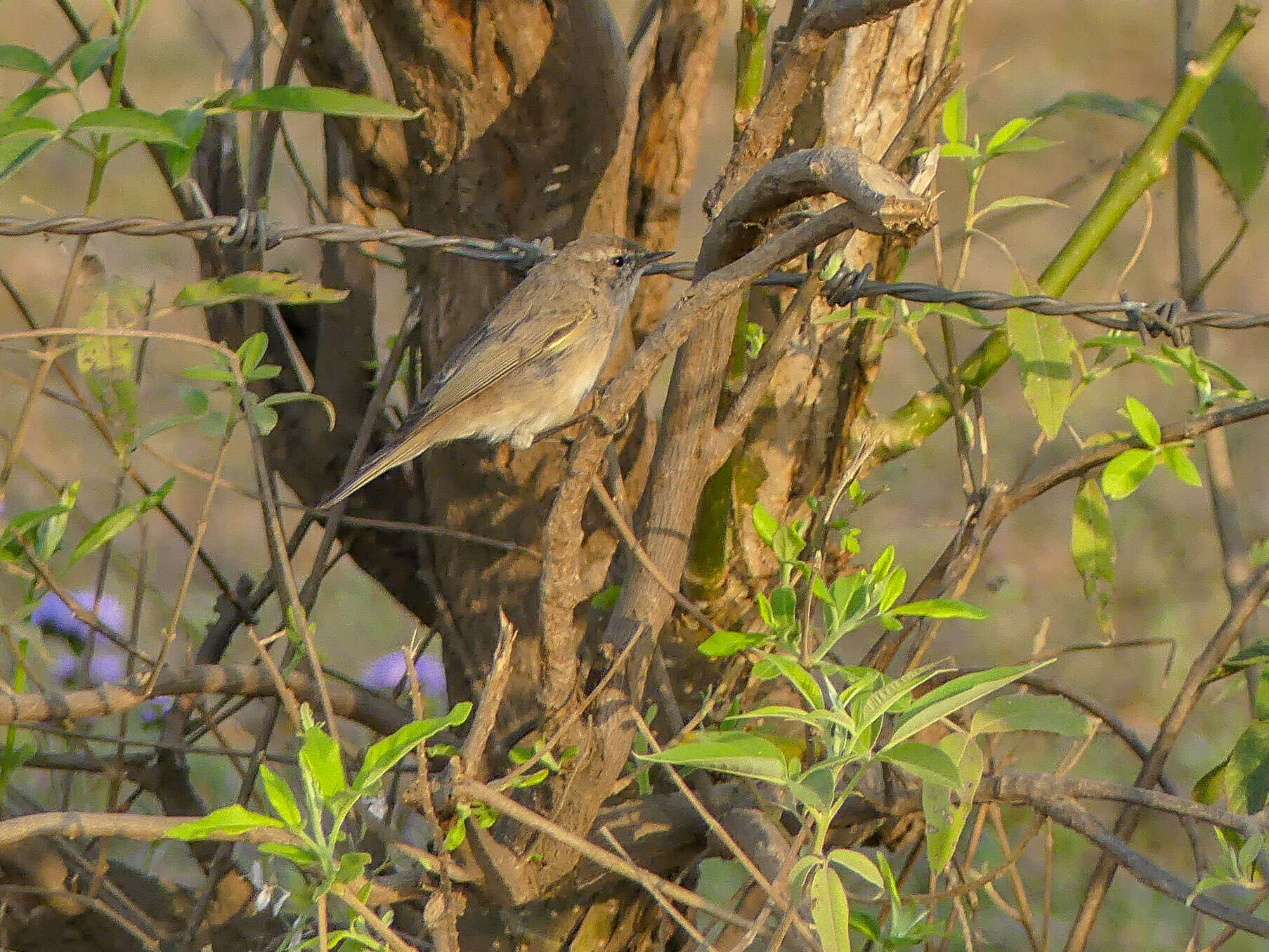 Image of Common Chiffchaff