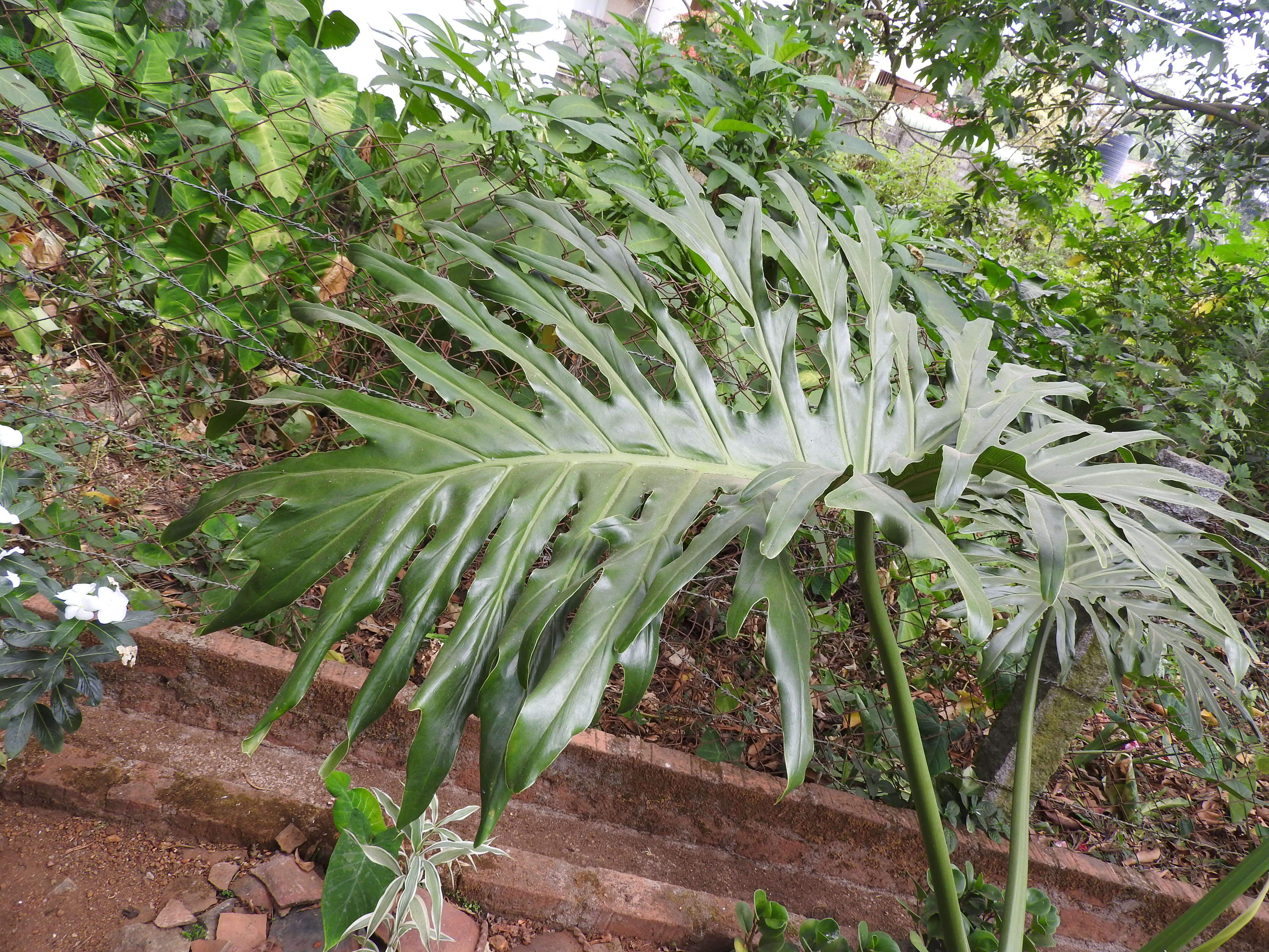 Image of Thaumatophyllum bipinnatifidum