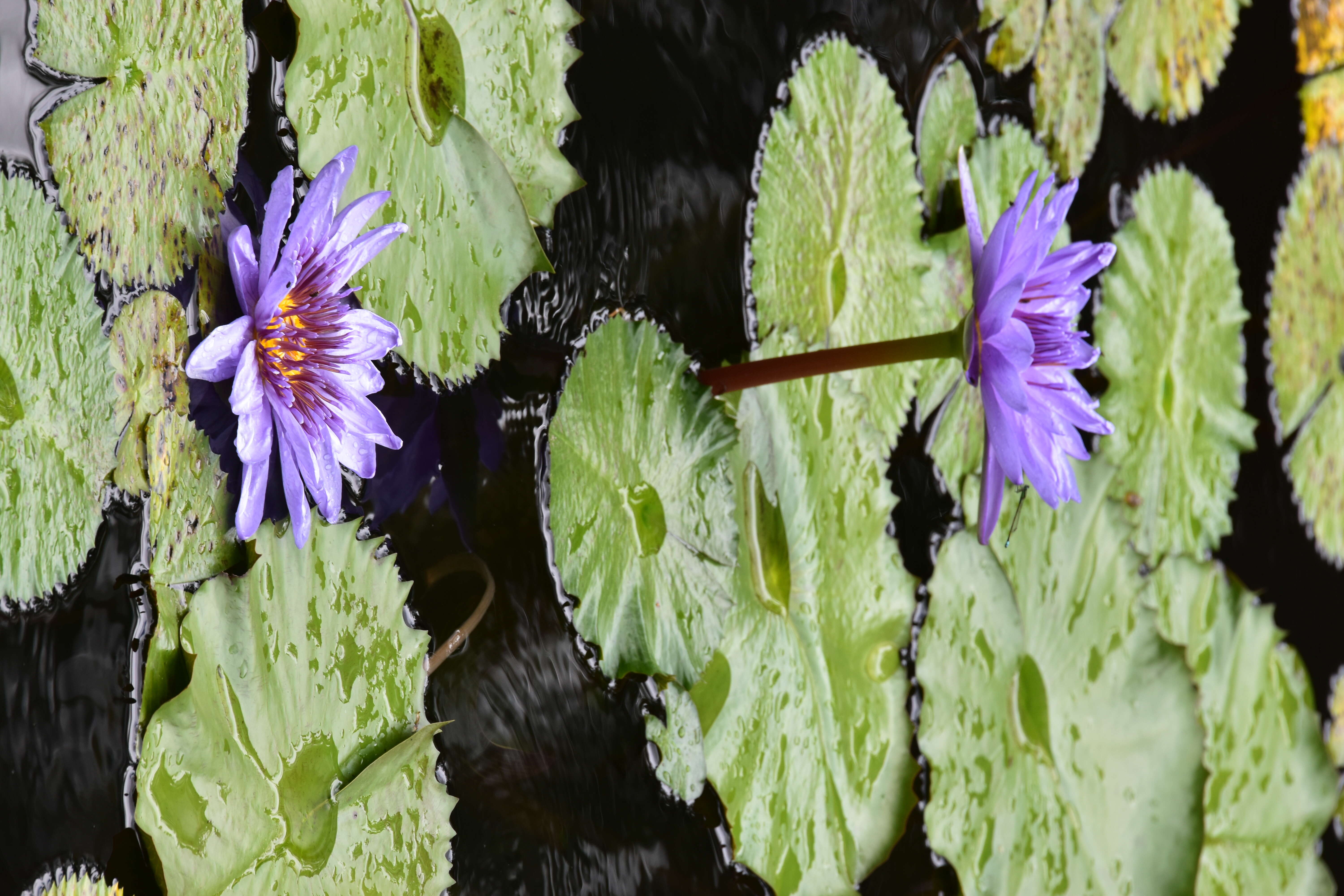 Image of Cape Blue Water-Lily