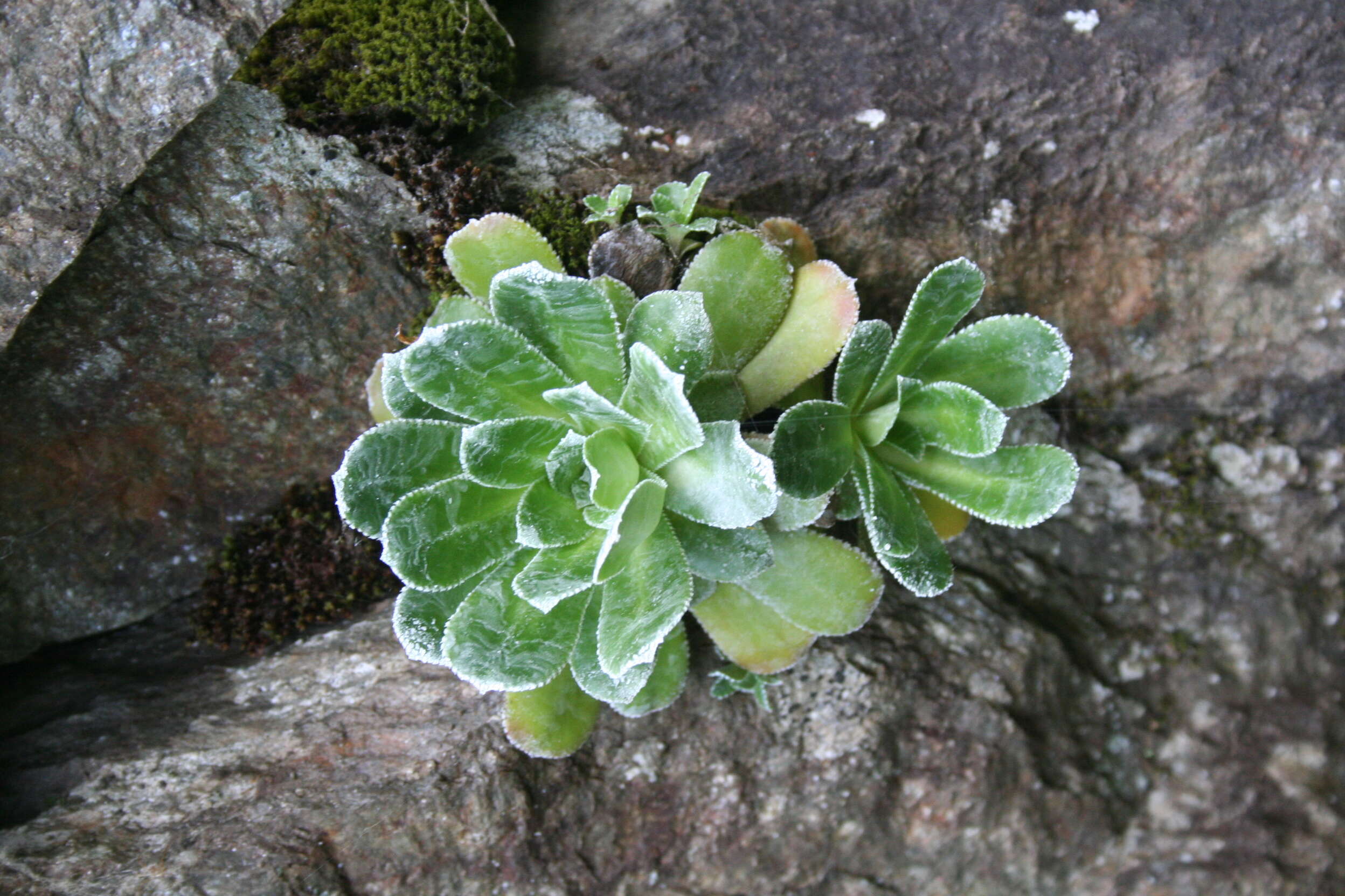 Image of Livelong Saxifrage