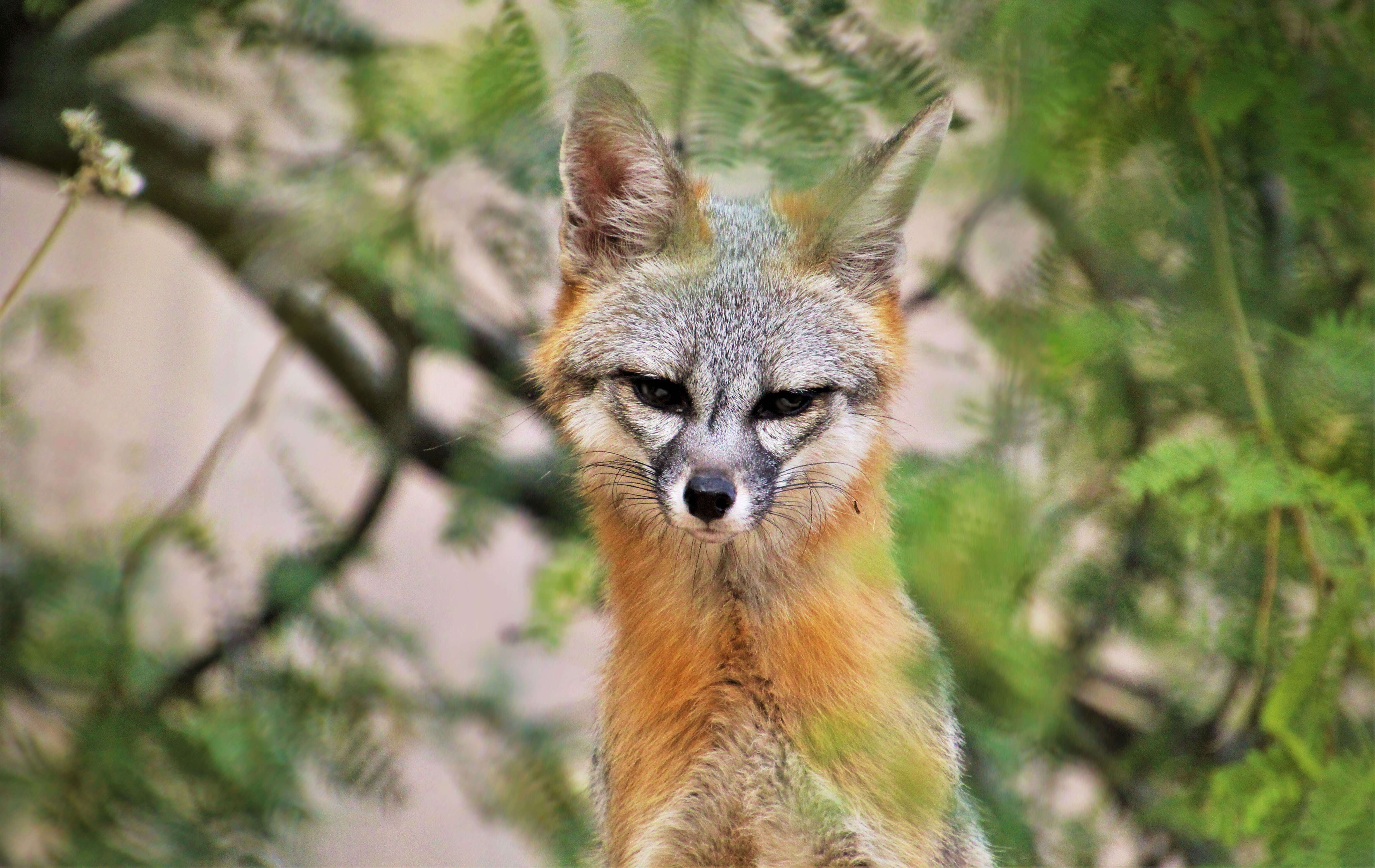 Image of Grey Foxes