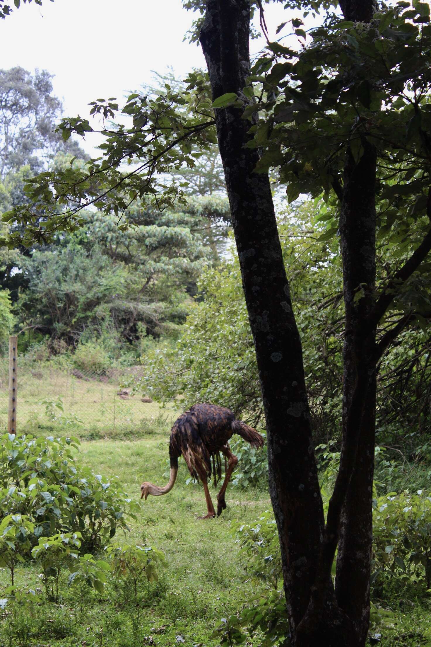 Image of ostriches